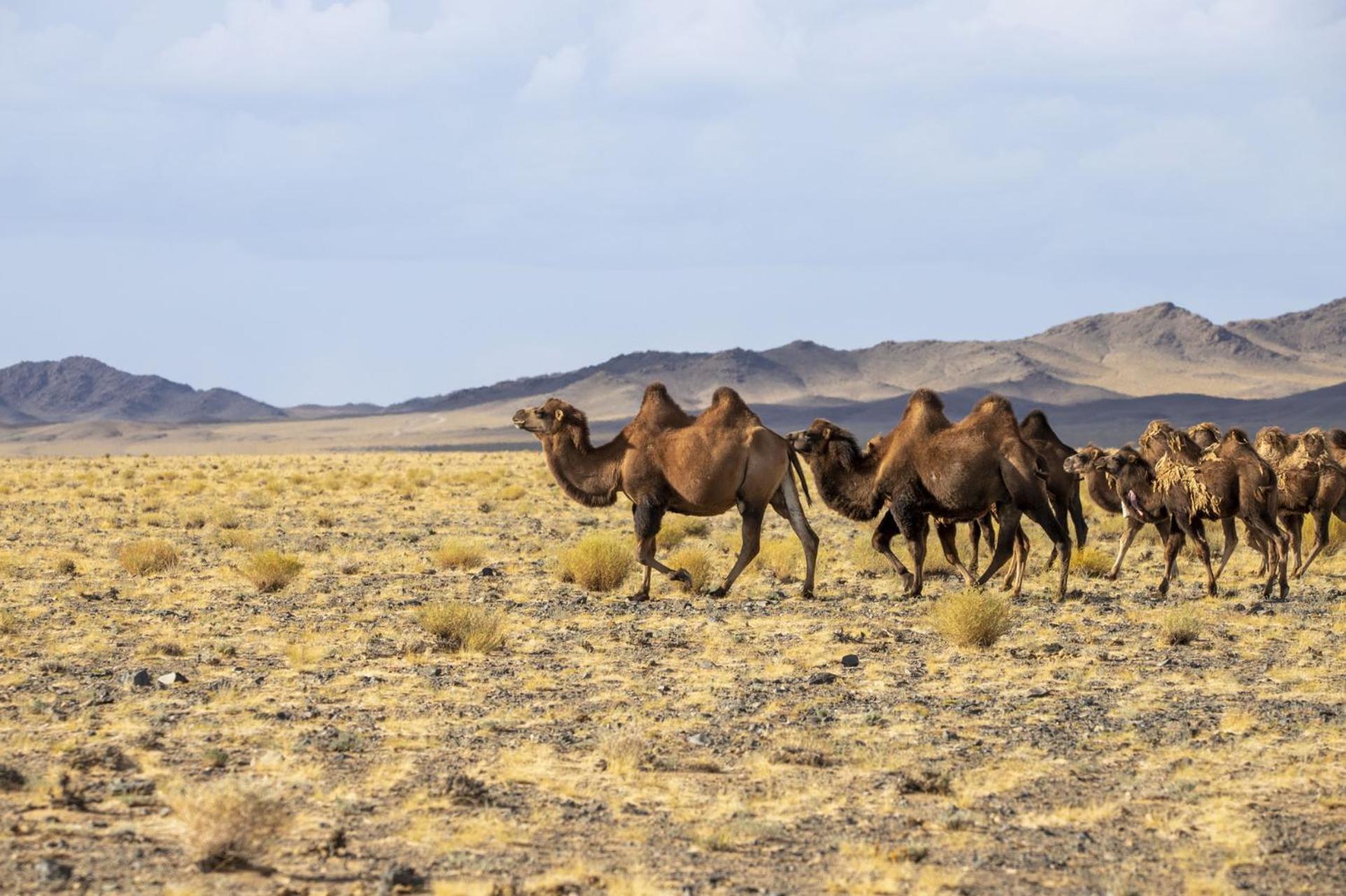 Gobi-Girl Ulan Bator Exterior foto